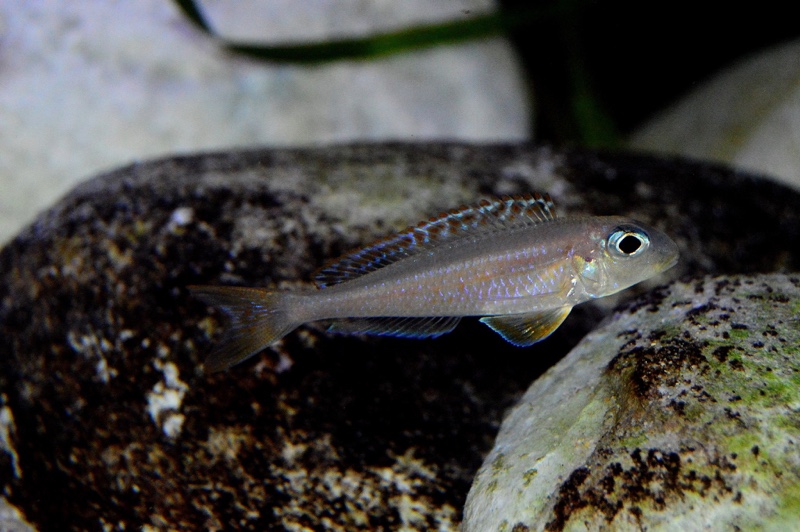 Xenotilapia flavipinnis 'Kekese'